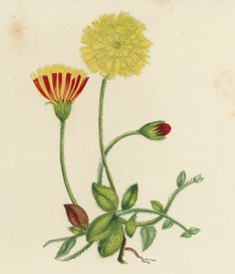 Gewöhnliches Mausöhrchen, Hieracium Pilosella