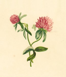 Gewöhnlicher Rotklee, Trifolium Pratense von English School