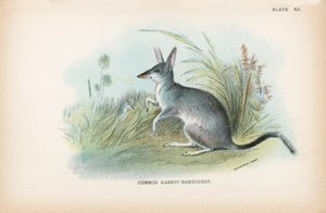 Gemeiner Kaninchen-Bandicoot von English School