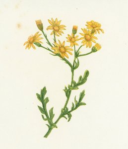 Jakobs-Greiskraut, Senecio Jacobaea