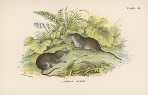 Waldspitzmaus von English School