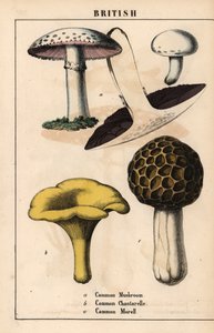 Gemeiner Champignon Agaricus, goldener Pfifferling Cantharellus cibarius und Morchel Morchella esculenta, aus "The Instructive Picturebook, or Lessons from the Vegetable World," [Charlotte Mary Yonge], Edinburgh