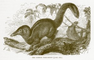 Gewöhnlicher Spitzhörnchen, Illustration aus The Royal Natural History von English School