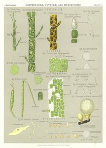 Confervaceae, Ulvaceae und Myxomyceten von English School