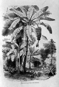 Conuco von Kochbananen und Tabak, aus Santo Domingo Vergangenheit und Gegenwart von Samuel Hazard, veröffentlicht 1873 von English School