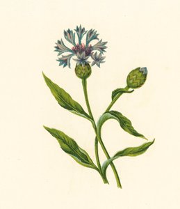 Kornblume, Centaurea Cyanus von English School