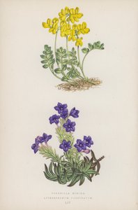 Kronwicke; Steinsame (Farblithografie) von English School
