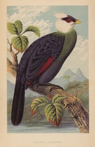 Corythaix Leucolopha von English School