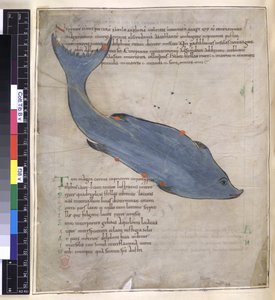 Das Sternbild Delphinus aus 