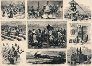 Baumwolle: Anbau und Vorbereitung in Amerika (Gravur) von English School