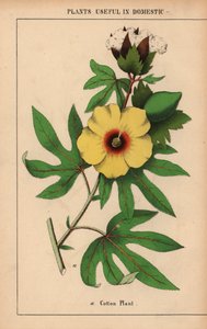 Baumwollpflanze mit gelber Blüte und weißer Baumwollkapsel, aus 