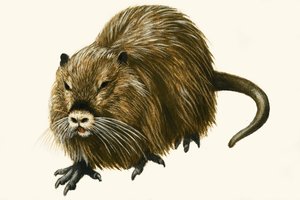 Nutria