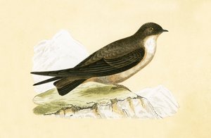 Felsenschwalbe, Illustration aus 
