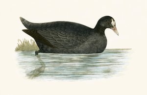 Haubentaucher, Illustration aus 