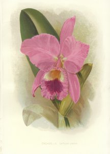 Purpurrote Cattleya