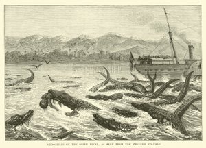 Krokodile am Shire-Fluss, gesehen vom Pionier-Dampfer von English School