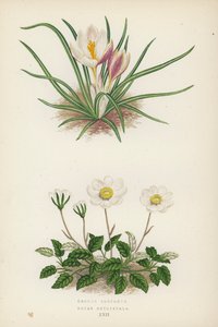 Crocus Boryanus; Dryas Octopetala von English School