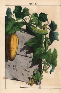 Gurkenpflanze mit gelben unreifen und reifen grünen Gurkenfrüchten Cucumis sativus, aus "The Instructive Picturebook, or Lessons from the Vegetable World," [Charlotte Mary Yonge], Edinburgh