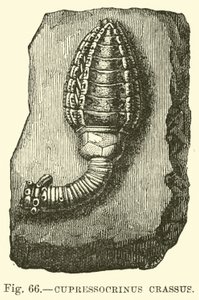 Cupressocrinus crassus von English School