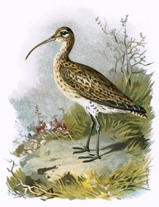Brachvogel