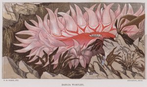 Dahlien-Warze von English School