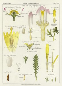 Gänseblümchen und Löwenzahn von English School
