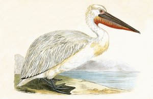 Dalmatinischer Pelikan, Illustration aus 