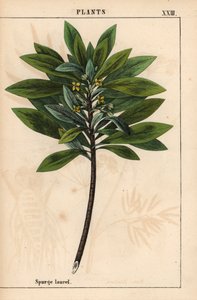 Daphne laureola oder Lorbeer-Seidelbast, aus 