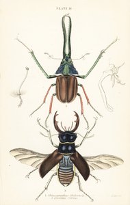 Darwins Käfer, Grants Hirschkäfer oder der chilenische Hirschkäfer, Chiasognathus grantii 1, und europäischer Hirschkäfer, Lucanus cervus 2