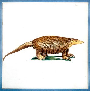 Dasypus-Gürteltier, ca. 1810 von English School