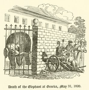 Tod des Elefanten in Genf, 31. Mai 1820 von English School