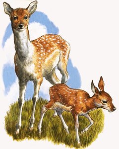 Hirsch und Fohlen