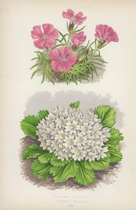 Dianthus Glacialis; Primula Nivalis von English School