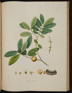 Diospyros melanoxylon, aus 