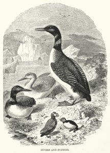 Taucher und Papageientaucher (Gravur) von English School