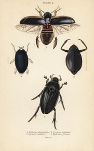 Tauchkäfer, Dytiscus dimidiatus 1, Gemeiner Taumelkäfer, Gyrinus natator 2, Cyclous vittatus 3, und Großer Silberwasser-Käfer, Hydrophilus piceus 4