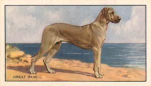 Hunde: Deutsche Dogge