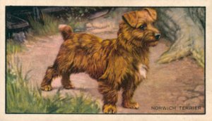 Hunde: Norwich Terrier von English School