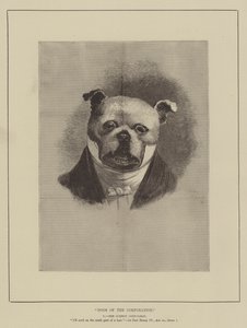 Hunde der Corporation von English School