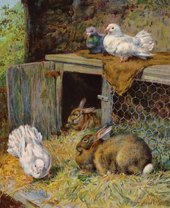 Tauben und Kaninchen in einem Stall (Farblithografie) von English School