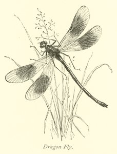 Libelle von English School
