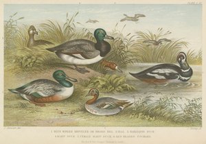Enten (Farbgravur) von English School