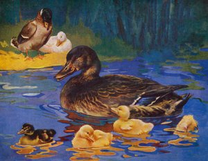 Enten und Küken (Farblithografie) von English School