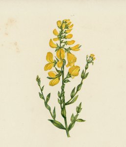 Färber-Ginster, Genista Tinctoria von English School