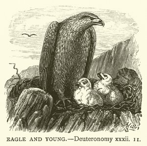 Adler und Junge (Deuteronomium, xxxii) von English School