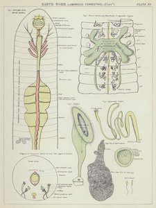 Regenwurm, Lumbricus Terrestris von English School