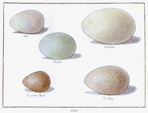 Eier von English School