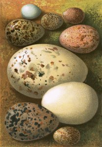 Eier von English School