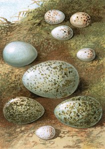 Eier von English School