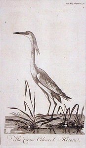 Reiher, aus 